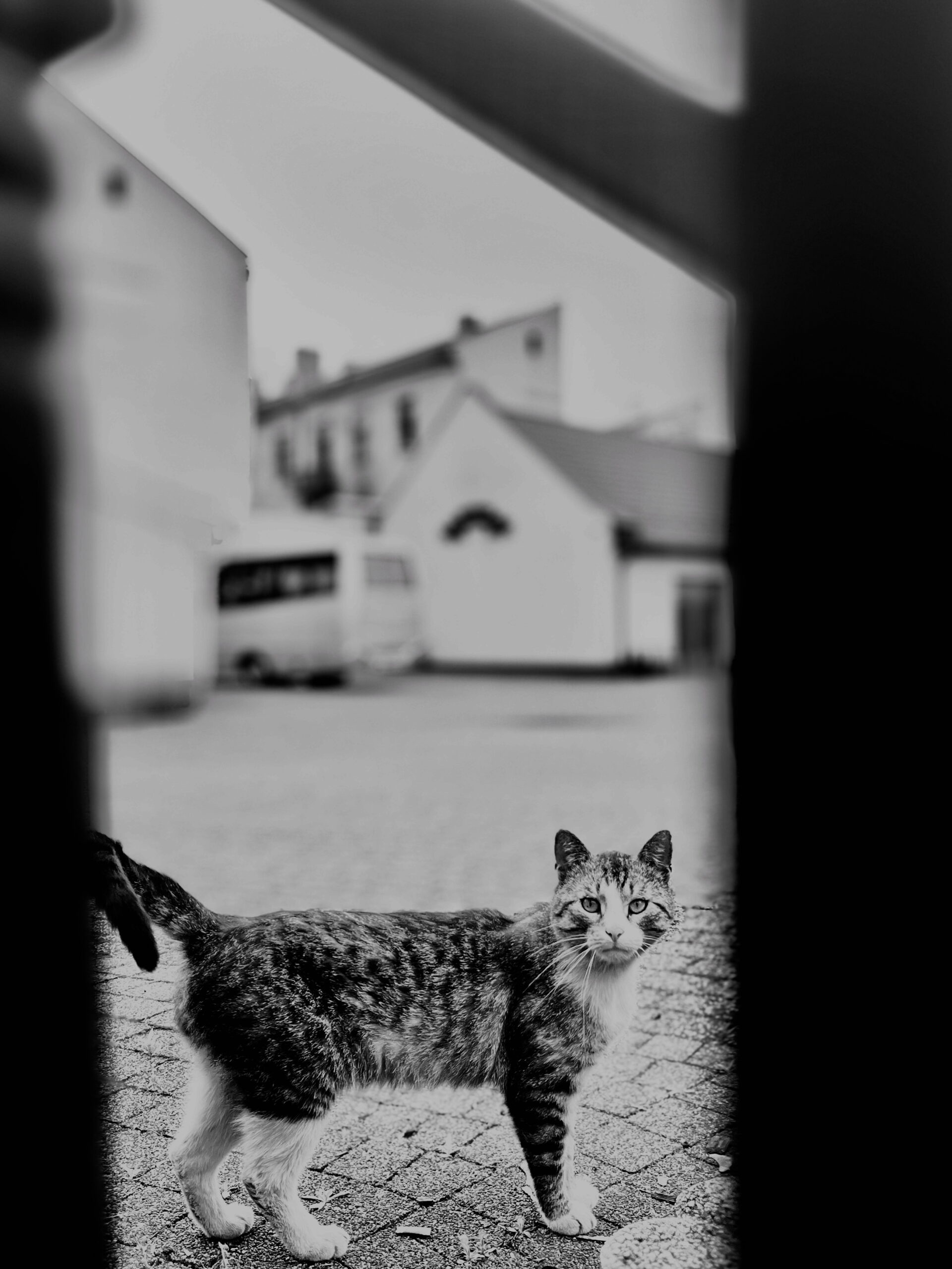 Daj mi losie słoneczny kąt,